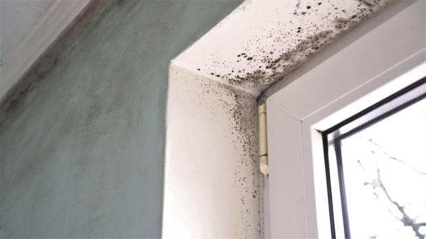 Best Mold Removal Company Near Me  in Stevensville, MT