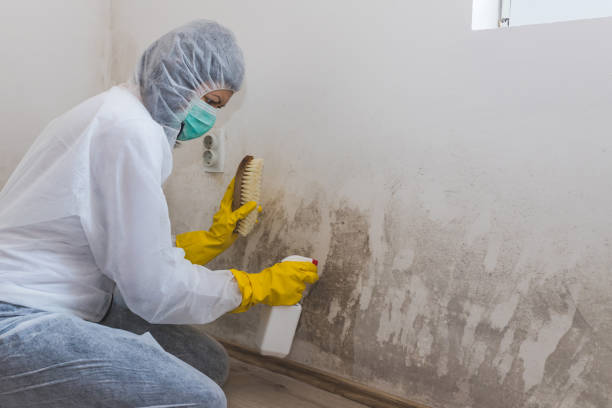 Best Mold Cleaning Services  in Stevensville, MT