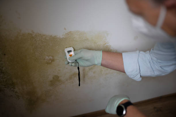 Certified Mold Removal in Stevensville, MT