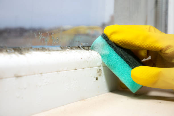 Best Mold Removal Near Me  in Stevensville, MT