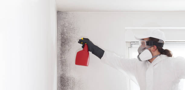 Mold Removal Process