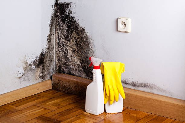 Stevensville, MT Mold Removal Company